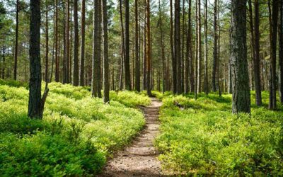 Hiking for Healing: The Therapeutic Benefits of Nature